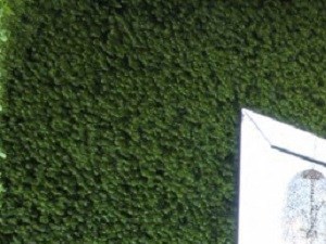 5200 Gaston - GREEN HOUSE cabana conversation seating